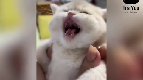 Funny and CuteCats & Kittens know how to make your day | Viral and Trending video Compilations