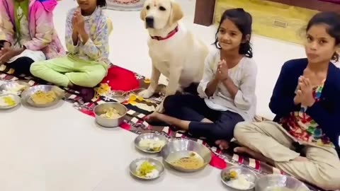 Indian maa durga (navratri) dog eating time of children