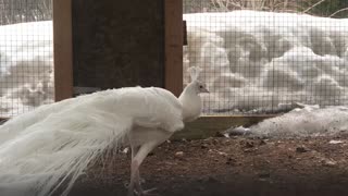 Caesar the peacock has beautiful tail feathers.