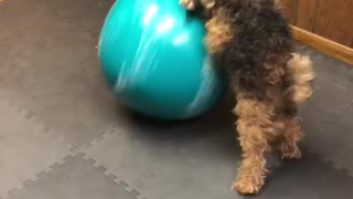 Dog Steals Yoga Ball