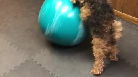 Dog Steals Yoga Ball