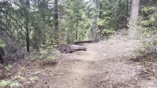 Silently Descending Beautiful Deschutes National Forest – Black Butte Trail – Central Oregon – 4K