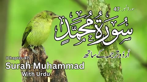 Surah Muhammad with Urdu / Hindi Translation