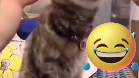 Very funny cat 😸🤣