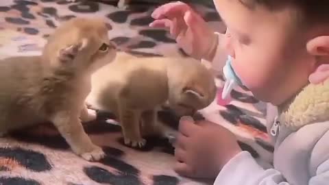A boy playing with some kittens is spectacular