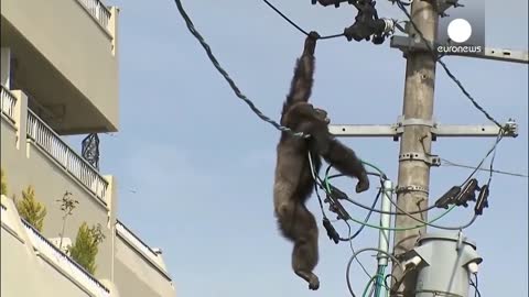 Animals Getting Shocked | Animals Electrocuted By Powerlines Funny