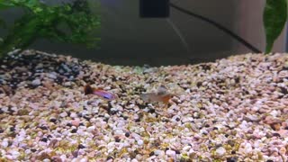 My pregnant guppy is been bullied [LOL]😂