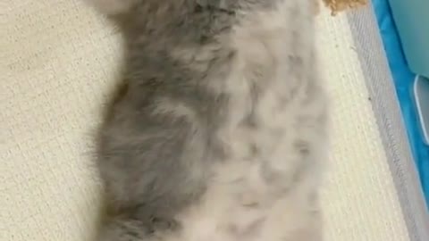 Adorable kitten sleeping moment