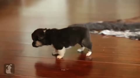 funny and cute baby puppy Funny moment video of my cute puppy