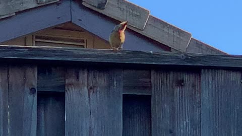 Northern Cardinal Colorful Female Back Yard Birds