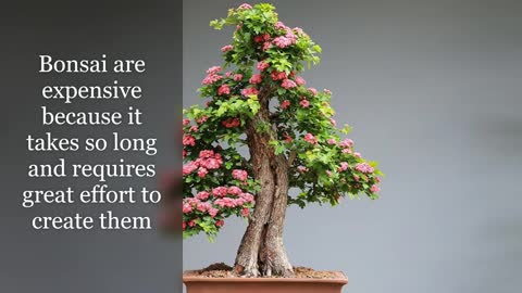 bonsai trees for beginners # New