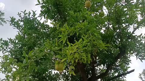 Pomegranate tree