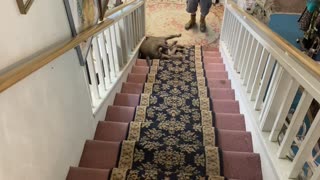 Pit Bull Slides Sideways Down Stairs