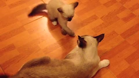 A Kitten Plays With Mother Cat