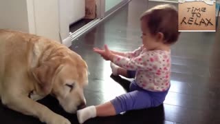 big dogs playing with babies