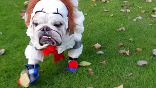 Spooky Doggos Walk through All Saint's Park