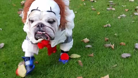 Spooky Doggos Walk through All Saint's Park