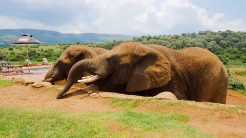 Watch elephants eat and sunbathe in the sand and bathe in the pool