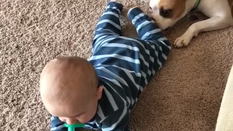 Puppy playing with baby