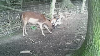 A young german deer and a fawn in Germany 2021. Video