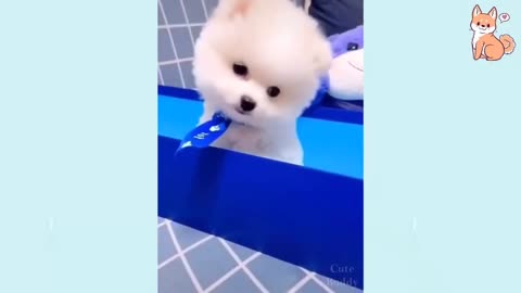 Funniest Dogs Tiktok, Awesome Funny Pet Animals Life Videos