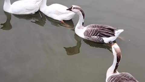 Cute Goose 🦆 Noise Video By Kingdom of Awais