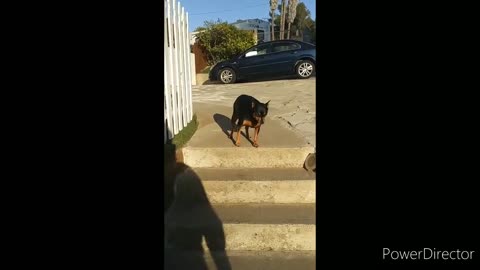 funny dog compilations clip