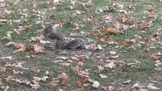 squirrel, Autumn, Autumn nature