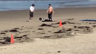 Two guys do pushups on beach