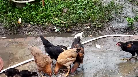 A flock of chickens scrambled to dissect the grain, looking very nice and interesting.