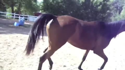 Learn the correct horse training method