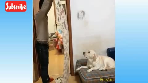 Magic show dog 🐕 confused