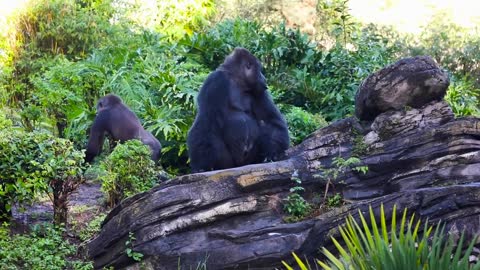 How Would You Describe Gino The Silverback Gorilla_ _ Disney's Animal Kingdom