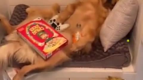 Wow so funny dog video 🤣🤣🤣 !! Very enjoying video friends !! Click and watch