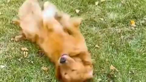 Funniest 🐕 Dog training Video