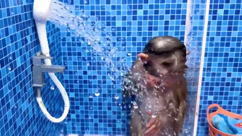 Monkey Baby Bon Bon oes to the toilet and plays with Ducklings in the swimming pool