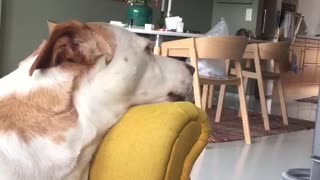 White and brown dog howling at the tv