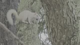 First pure white squirrel I have ever seen Big boy collecting nuts