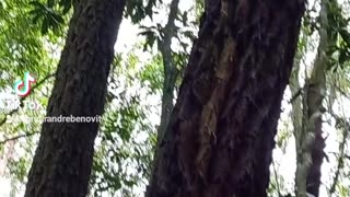 Árvore 🌳 com casca grossa