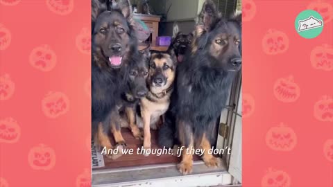 Huge German Shepherds Think Tiny Baby Is Their Puppy | Cuddle Buddies