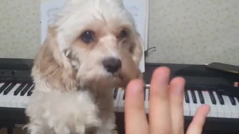 High-five puppy dog ​​on a chair