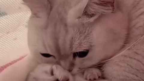 Sweet cats cuddle new puppy