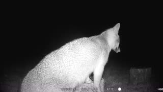 When A Fox Eats Seeds On a Stump!