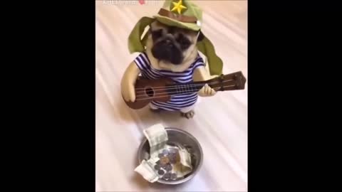 ♥Cute Puppies Doing Funny Things 2022♥#1