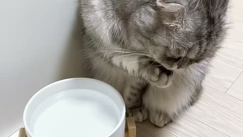 A new way for my cat to drink water
