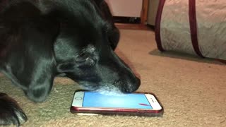 Dog fascinated by smartphone game designed for cats