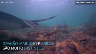 Dragão-marinho e arraia se tornam grandes amigos no mar