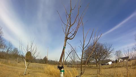 Chestnut trees orchard scion wood talk grafting, clones