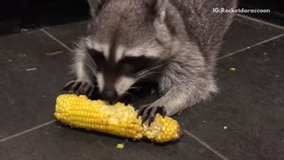 Raccoon eating corn on the cob
