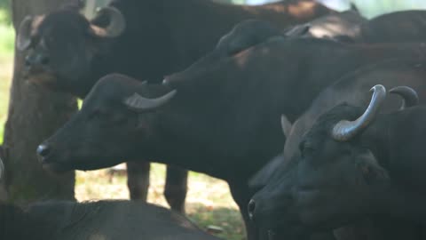 close up of herd of bulls grazing on a pasture young farm bulls